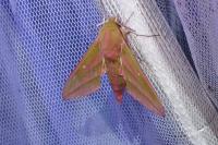 Deilephila elpenor