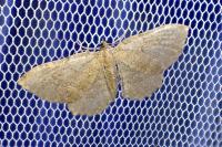 Philereme vetulata