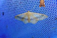 Idaea aversata