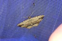 Menophra abruptaria