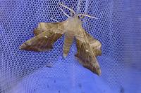 Laothoe populi