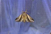 Pheosia tremula