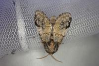 Notodonta tritophus