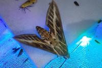 Hyles livornica