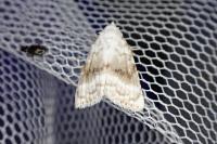 Meganola albula