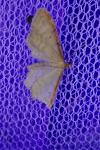 Idaea humiliata