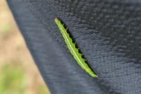 Ypsolopha parenthesella