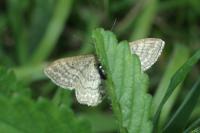Idaea macilentaria