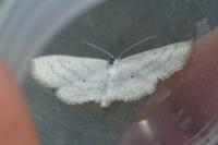 Scopula immutata