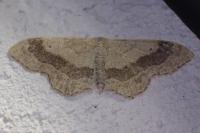 Idaea aversata