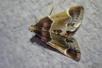 Pyralis farinalis