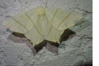 Ourapteryx sambucaria