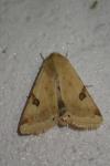 Heliothis peltigera
