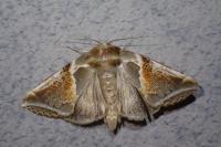 Habrosyne pyritoides