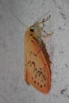 Miltochrista miniata
