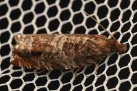 Ancylis achatana