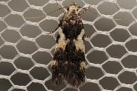Teleiodes luculella