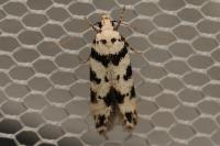Pseudotelphusa scalella