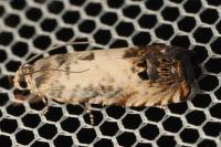 Pammene fasciana