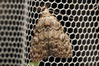 Meganola strigula
