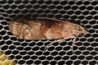 Phycita roborella