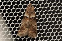 Acrobasis consociella
