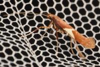 Caloptilia stigmatella