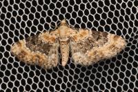 Eupithecia pulchellata