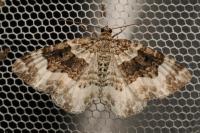 Epirrhoe rivata