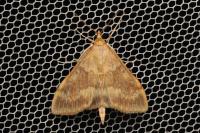 Ostrinia nubilalis/scapulalis