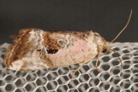 Elaphria venustula