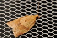 Clepsis consimilana