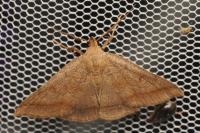 Zanclognatha lunalis