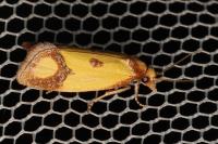 Agapeta zoegana