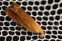 Lathronympha strigana
