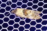 Cochylis molliculana