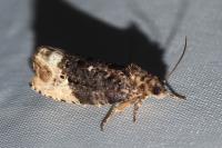 Hedya nubiferana