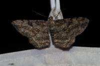 Peribatodes rhomboidaria