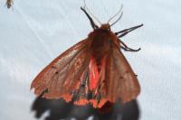 Phragmatobia fuliginosa