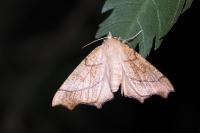 Ennomos quercinaria