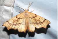 Ennomos quercinaria