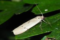Pelosia muscerda