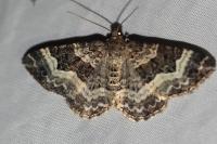 Epirrhoe alternata