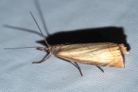 Chrysoteuchia culmella