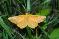 Angerona prunaria