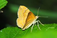 Camptogramma bilineata