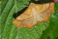 Ennomos fuscantaria