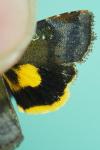 Noctua janthina