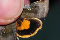 Noctua janthe