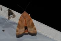Noctua fimbriata
